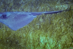 Instagram -  C0035T01