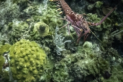 Instagram -  SNY00650