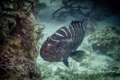 Instagram -  SNY00734