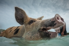 Instagram -  SNY00799