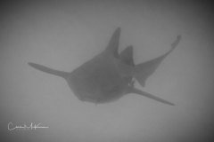 Instagram -  SNY00825