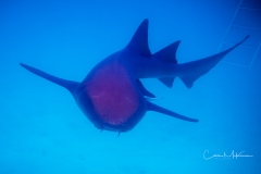 Instagram -  SNY00840