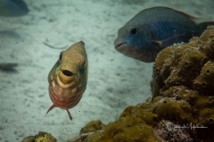 Instagram -  SNY01075