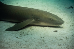 Instagram -  SNY01086