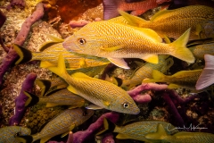 Instagram -  SNY01093