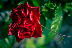 Instagram - _DSC8382 Instagram - _DSC8382