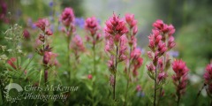 Mountain Flowers