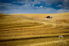 Palouse Harvest 3997