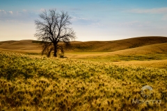 Palouse 4514