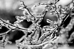 Ice Branch