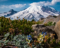 Mt. Rainier 2560