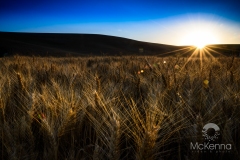 Sunset_over_the_Palouse3741