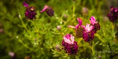 Instagram-_DSC0426 Instagram-_DSC0426