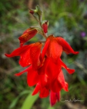 Instagram-_DSC0427 Instagram-_DSC0427