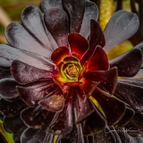 Instagram-_DSC0451 Instagram-_DSC0451