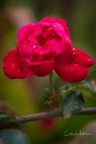 Instagram-_DSC0469 Instagram-_DSC0469