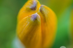 _DSC3522