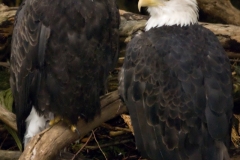 Eagles
