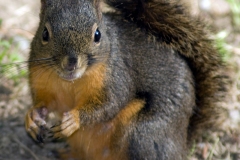 squirrel_8280