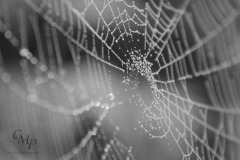 web_3926-bw