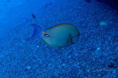 SNY00305