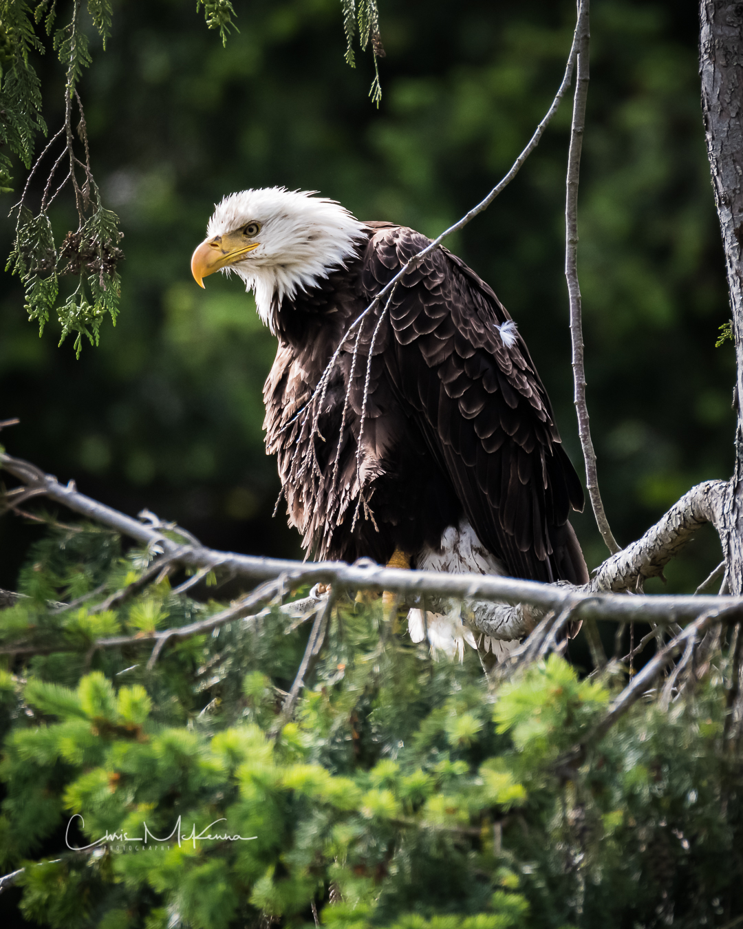 Bald Eagles of Seabeck 2020