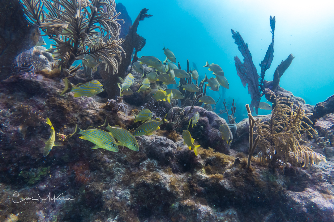 More Cool Pictures from the Florida Keys – Underwater