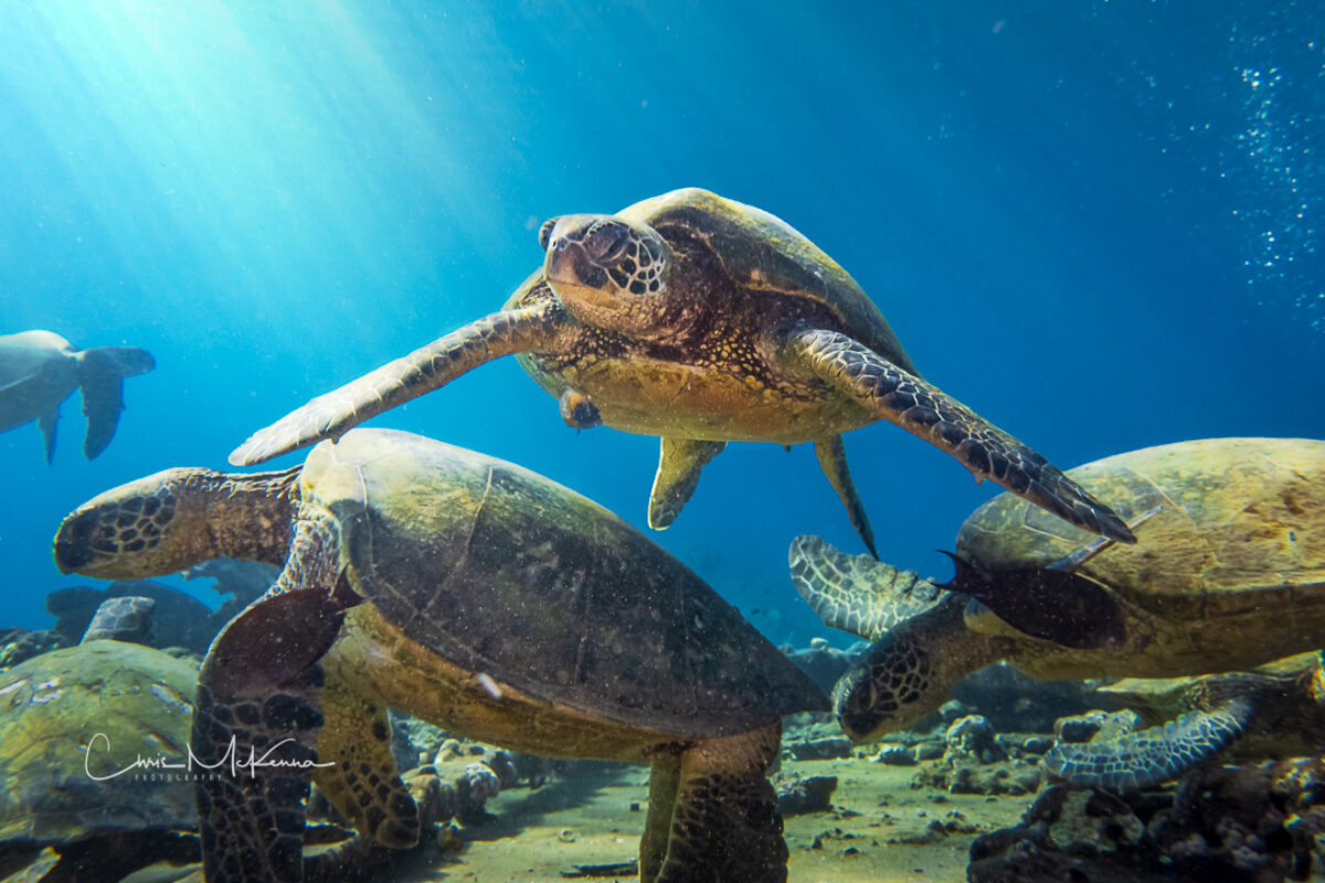 Underwater Photographs of Hawaii, 2022